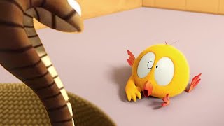 Chicky e a Cobra | Onde está Chicky? | Pintinha amarelinho | Coleção desenhos animados Infantil