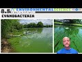 Cyanobacteria and Eutrophication Effects