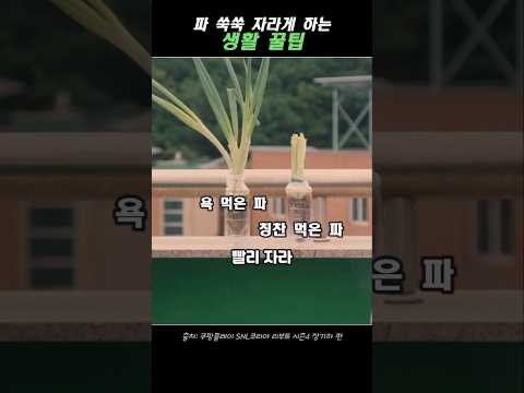 파 쑥쑥 자라게 하는 생활 꿀팁