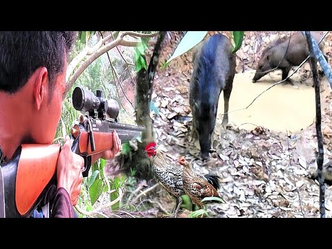 hunting 1 wild boar and 1 jungle fowl along the hill yielded results