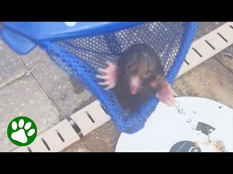 Kind father saves tiny creature from pool vent