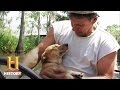 Swamp Operations and Animal Roles