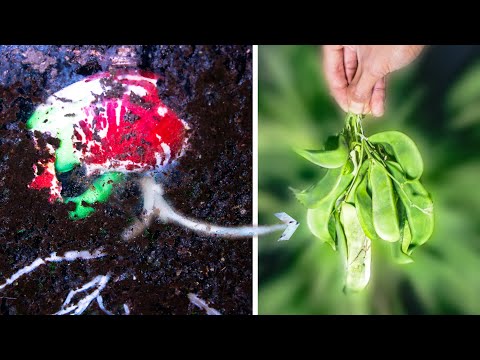 I Filmed a Lima Bean Until Harvest (80 Days Time-lapse)