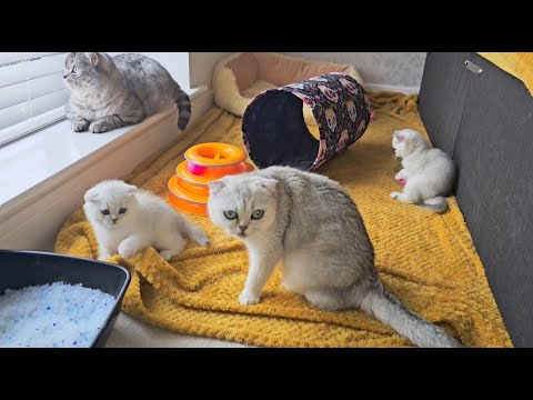 Oh my God! These are incredibly beautiful mom and dad and their cute kittens