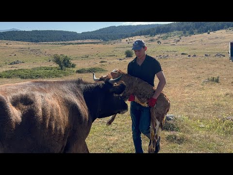 BUZAĞIYI MERADA BULDUK..AKŞAM YEMEĞİ