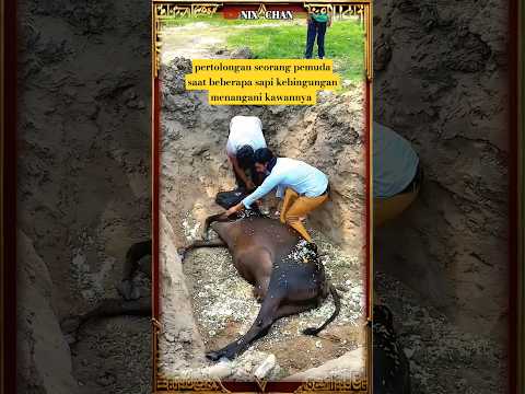 KEBAIKAN HATI PEMUDA KEPADA 3 EKOR SAPI YANG SEDANG BINGUNG #kebaikan #baikhati #pemudabaik #sapi