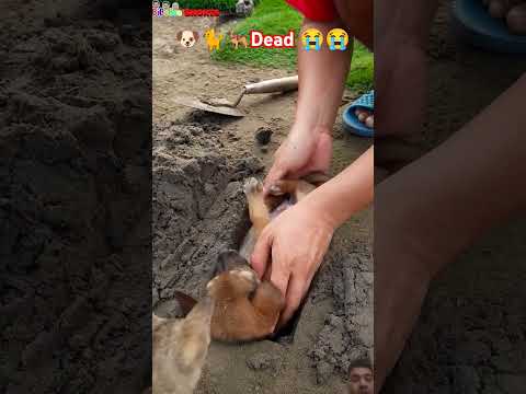 emotional video#shortvideo #funny #ytshorts #youtubeshorts