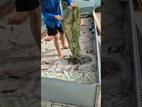 Rắn mối Vào Chuồn #suhuong #ranmoithit #bayranmoinganmoi2lop