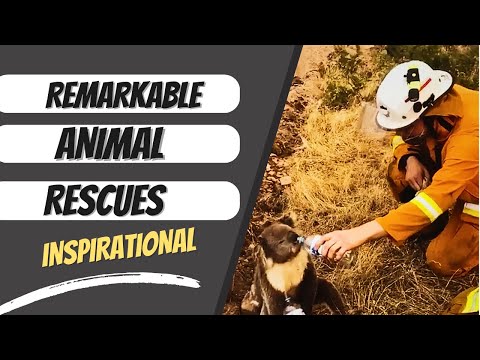 Remarkable Animal Rescues! Will Touch Your Heart! #fyp #viral