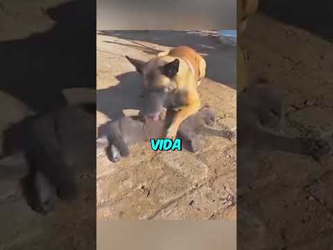 Este Perro Perdió a su Amigo🥺💔 #shorts
