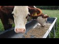 Evaluating Finish in Beef Cattle