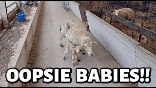 You'll NEVER believe who lambed!!! (we didn't know she was pregnant!!) ~ Summer Lambing 2025