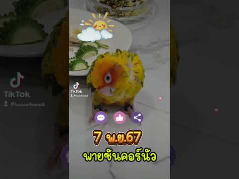 นกแก้วซันคอนัวร์