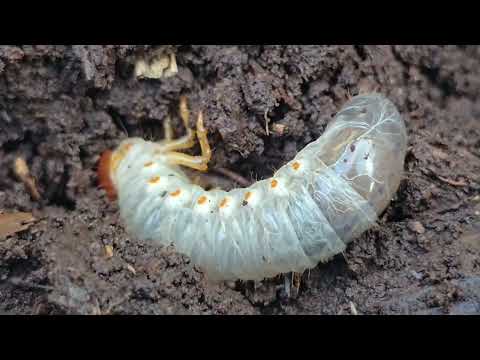 CACING GRUB KUMBANG | My Vlog