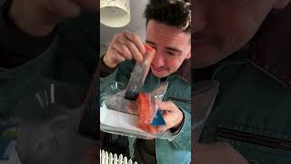 ¡Mi Gaviota Mascota Ama El Salmon Y La Violencia!