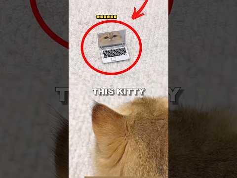 LONELY KITTY! #sad #cute #animalshorts