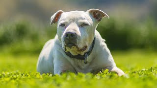 老いた相棒犬 アメリカン・スタッフォード・シャーテリア