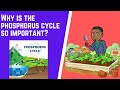 Understanding the Phosphorus Cycle