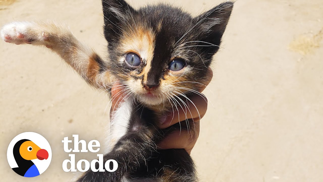 Tiny Kitten Runs Out Of Bushes To Her New Mom Little But Fierce