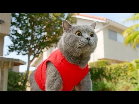 New Ultimate Aaron's Animal's Video compilation 2019!