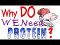 The Importance of Protein in Our Diet