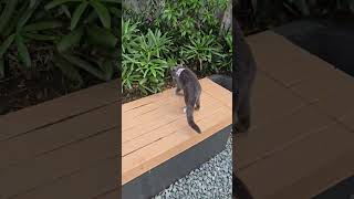 CAT me if you can #catshorts