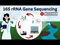 16S rRNA Gene Sequencing Concepts