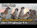Manfaat dan Peran Burung Gereja
