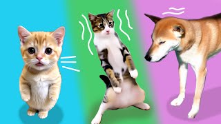 Funny domestic cats and dogs