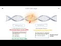 DNA Repair Mechanisms and Functions