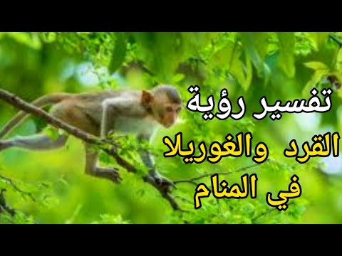 تفسير حلم القرد في المنام ومعني رؤية الغوريلا |تفسير الاحلام فاطمة الزهراء