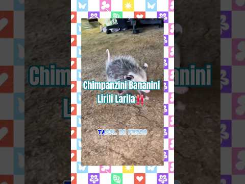 Chimpanzini Bananini Lirili Larila‼️#anomali #tungtungsahur #brainrot #meme