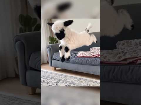 Швейцарские овцы, которых боялись люди