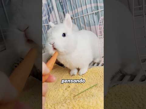 It turns out that two rabbits = one rabbit army！#animals  #Friendship #Us