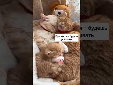 #хорошеенастроение #подписывайтесь #вылучшие #лайк #котики #подпишись #юмор