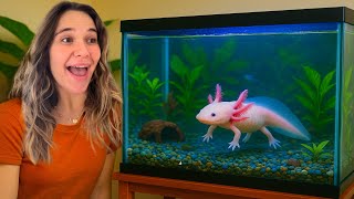 Setting Up My DREAM Axolotl Tank! (Part 1)