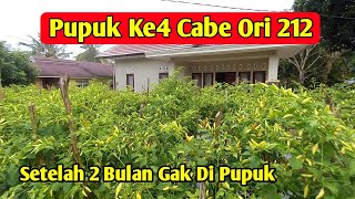 Pemupukan ke4 cabe ori 212