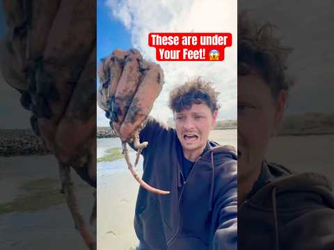 THESE Are Under YOUR Feet at the Beach! #animals #nature #shorts