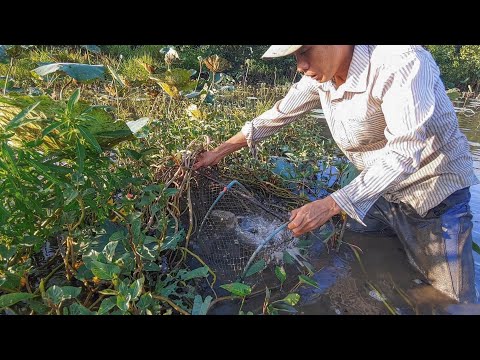 Cá Trê Khủng Mắc Bẫy Sau Mấy Ngày Mưa Liên Tục