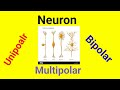 Types and Characteristics of Neurons