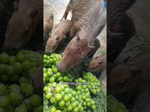 Buah Mewah Jepang, Kini Terbuang Murah di China! #viralshorts