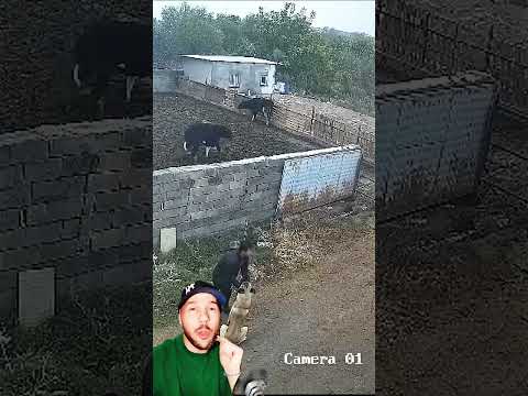 💪 Cómo DEFENDERME de un PERRO PODEROSO? #kangal #perrros #adiestramiento