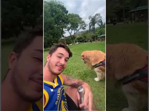 Cachorro Idoso É Surpreendido Pelo Tutor Com O Que Ele Mais Ama!