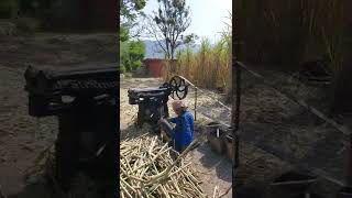 Himachali Shakkar Making in Hills #shorts
