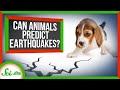 Animal Behavior and Earthquake Detection