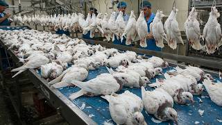 You Won’t Believe How They Turn Millions of Pigeons into Food - Here’s How It Happens