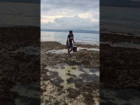 MENCOBA BERSEMBUNYI ๐๐๐ฅฐ#fishing #fish #hunting #ikan #viral #fyp