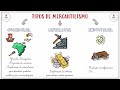 Mercantilismo: Conceitos e Benefícios