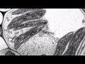 Cell Organelles and Their Functions