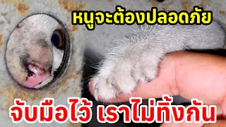 หัวใจพวกพี่หล่อ ผ่ารถตู้ช่วยชีวิตเหมียวจอมซน